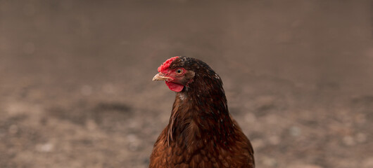 Beautiful chicken head on a blurred background. Concept: food, poultry meat, agriculture, market, healthy food