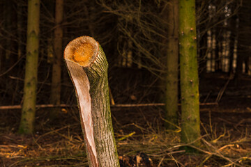 A cut tree stump in a dark forest - obrazy, fototapety, plakaty