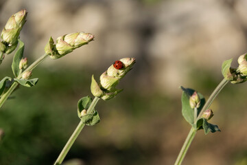 Ladybug on a stalk of sage, insects on plants