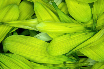 Green Flower Daisy pedals piled together