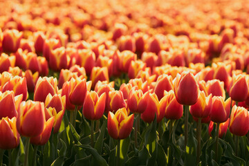 Tulpenmeer