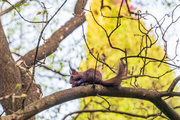 Cute squirrel eating a nut on a branch 