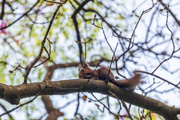 Cute squirrel eating a nut on a branch 