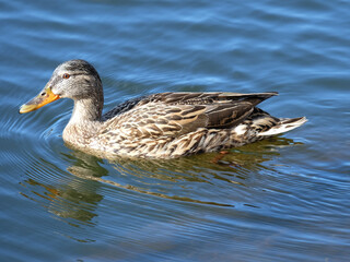 Mallard duck female swimming in a pond in spring, selective focus, horizontal orientation.