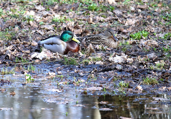 A couple of mallard ducks, female and male, resting on the shore of a pond in last year's foliage, selective focus, horizontal orientation.