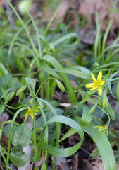 Goose onion (Gagea) blooming with yellow flowers in spring, selective focus, vertical orientation.