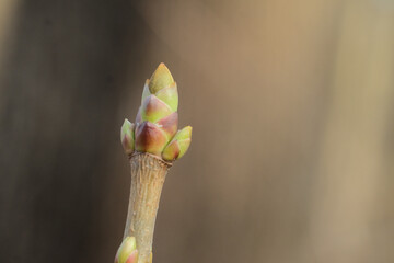 A swollen bud on a bush in spring, macro photography, selective focus, horizontal orientation with space for an inscription.