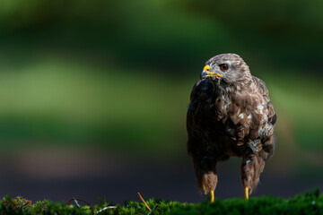 Common Buzzard (Buteo buteo) sarching for food in the forest  in the Netherlands. 