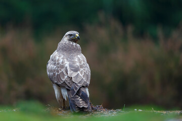Common Buzzard (Buteo buteo) sarching for food in the forest  in the Netherlands. 