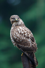 Common Buzzard (Buteo buteo) sarching for food in the forest  in the Netherlands. 