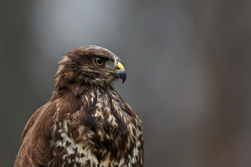 Common Buzzard (Buteo buteo) sarching for food in the forest  in the Netherlands. 