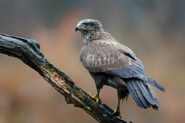 Common Buzzard (Buteo buteo) sarching for food in the forest  in the Netherlands. 