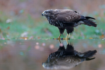 Common Buzzard (Buteo buteo) sarching for food in the forest  in the Netherlands. 