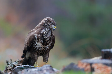 Common Buzzard (Buteo buteo) sarching for food in the forest  in the Netherlands. 