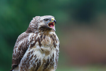 Common Buzzard (Buteo buteo) sarching for food in the forest  in the Netherlands. 