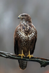 Common Buzzard (Buteo buteo) sarching for food in the forest  in the Netherlands. 