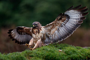 Common Buzzard (Buteo buteo) flying just for landing in the forest  in the Netherlands