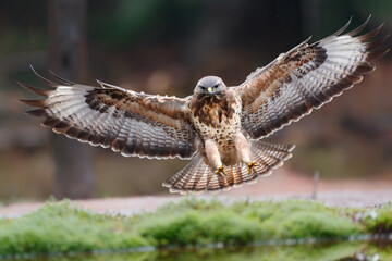 Common Buzzard (Buteo buteo) flying just for landing in the forest  in the Netherlands