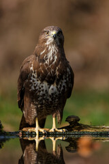 Common Buzzard (Buteo buteo) sarching for food in the forest  in the Netherlands. 