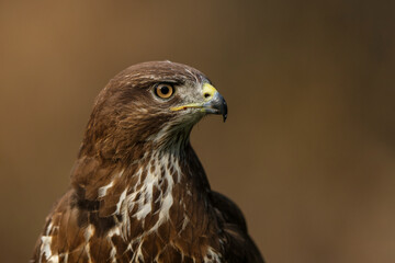 Common Buzzard (Buteo buteo) sarching for food in the forest  in the Netherlands. 