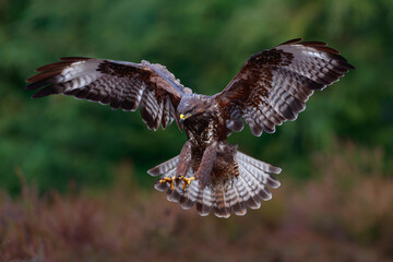 Common Buzzard (Buteo buteo) flying just for landing in the forest  in the Netherlands