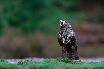 Common Buzzard (Buteo buteo) sarching for food in the forest  in the Netherlands. 