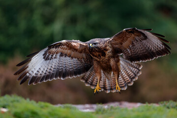 Common Buzzard (Buteo buteo) flying just for landing in the forest  in the Netherlands