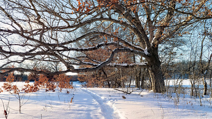 Winter trail under an oak tree, Highland Recreation Area, Oakland County, Michigan