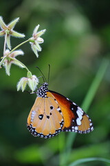 butterfly on flower