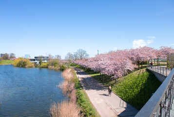 Copenhagen-Denmark. Cherry Blossom in Langelinie park near St. Alban's Church and Kastellet in Copenhagen. Urban Park. High quality photo