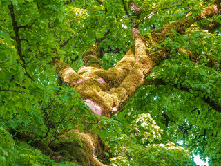 The crown of an ancient fabulous tree covered with moss against the background of the sky