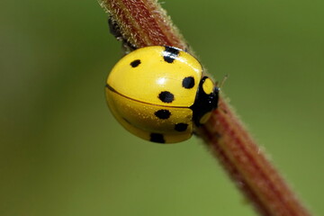 Yellow ladybug on a plant stem in Cotacachi, Ecuador