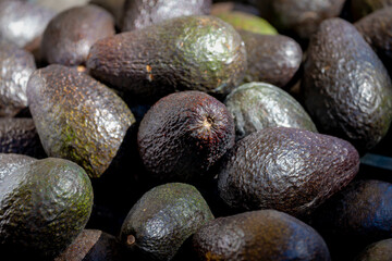 Selective focus of hass avocado at fresh market stall with dark green or brown colored, bumpy skin, Also known as an alligator pear or butter fruit, Is classified as a member of the family Lauraceae.
