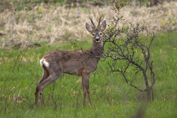 Naklejka na ściany i meble Roe deer buck stag capreolus capreolus in natural habitat