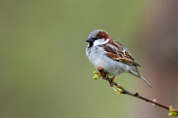 Bird male house sparrow perching on a branch passer domesticus