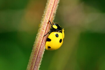 Yellow ladybug on a plant stem in Cotacachi, Ecuador