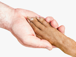 Fototapeta premium Adorable, charming brown puppy and caring owner. Close-up, indoors, studio shot, top view. Day light. Concept of care, education, obedience training and raising pets