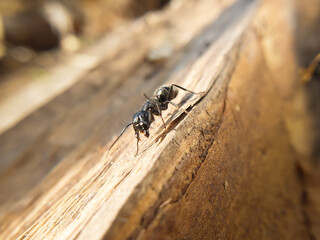 big black ant crawling on a tree, macroshoot insects