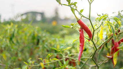  Red chili peppers on the farm