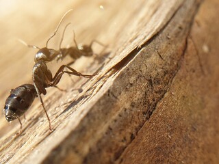 big black ant crawling on a tree, macroshoot insects