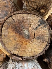 cross section of tree trunk
