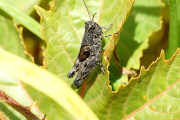 Close up of a brown grasshopper on a leaf in Cotacachi, Ecuador