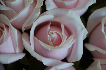 A beautiful bouquet of pink roses in a box. © ann.alaska