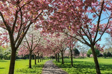 Naklejka premium Cherry blossom trees blooming in Spring in Herbert Park, Dublin, Ireland. Pretty pink and white blossoms flowers. Dappled sunlight on pathway and green grass. No people.