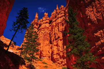 Hikers amidst the tall rock spires and Douglas fir trees on the Navajo Loop trail, Bryce Canyon National Park, Utah, Southwest USA