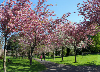 Couple walk along park pathway beside pink cherry blossom trees blooming in Spring. Unrecognizable people. Herbert Park, Dublin, Ireland 