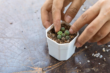 The fingers that were neatly arranged the sprouts of little ornamental plants sand dollar cactus astrophytum asterias variegata in a white pot with self-mixed soil.