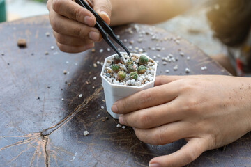 Separation and arrangement sapling of little ornamental plants sand dollar cactus astrophytum asterias variegata using the tongs arranged in white plastic pots sprinkled with gravel.