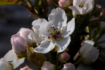 Fototapeta na wymiar white cherry blossoms in spring close up