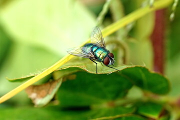 Close up of a blowfly on a leaf in Cotacachi, Ecuador